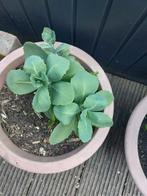 Vaste balkon of terras planten, Tuin en Terras, Planten | Tuinplanten, Ophalen of Verzenden, Zomer, Overige soorten, Volle zon