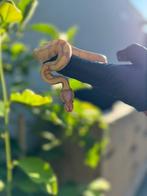 Koningspythnon banana nk2025 man, Dieren en Toebehoren, Slang, 0 tot 2 jaar