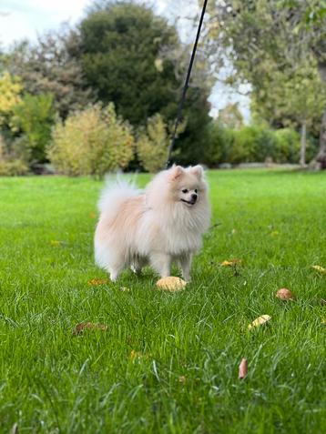 Dekreu pomeriaan NIET TE KOOP! beschikbaar voor biedingen