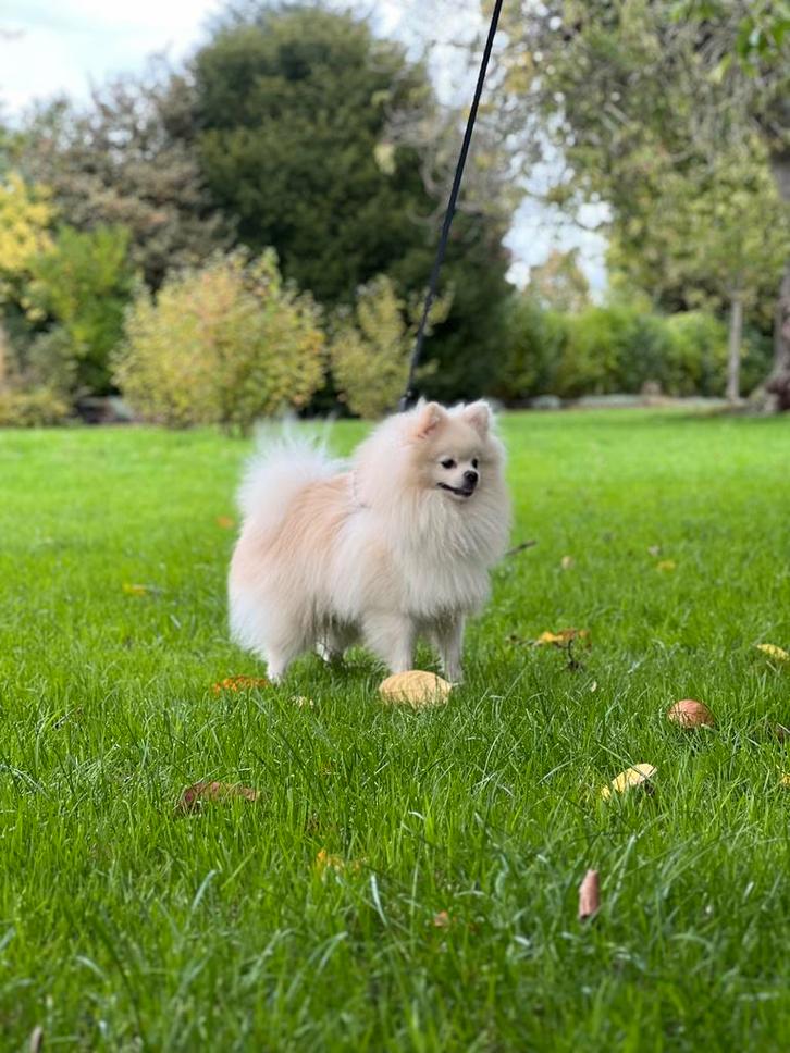 Dekreu pomeriaan NIET TE KOOP!, Dieren en Toebehoren, Honden-accessoires, Zo goed als nieuw, Ophalen of Verzenden
