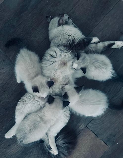 Ragdoll kittens €399,-!, Dieren en Toebehoren, Katten en Kittens | Raskatten | Langhaar, Meerdere dieren, 0 tot 2 jaar, Ontwormd