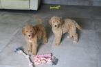 Prachtige Goldendoodle pups, Dieren en Toebehoren, Nederland, CDV (hondenziekte), 8 tot 15 weken, Meerdere