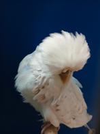 Heel mooi in kwaliteit Engelse grasparkiet, Meerdere dieren, Parkiet, Geringd