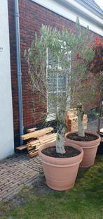 Prachtige Olijfbomen met pot, Volle zon, Bloeit niet, Ophalen of Verzenden, 100 tot 250 cm