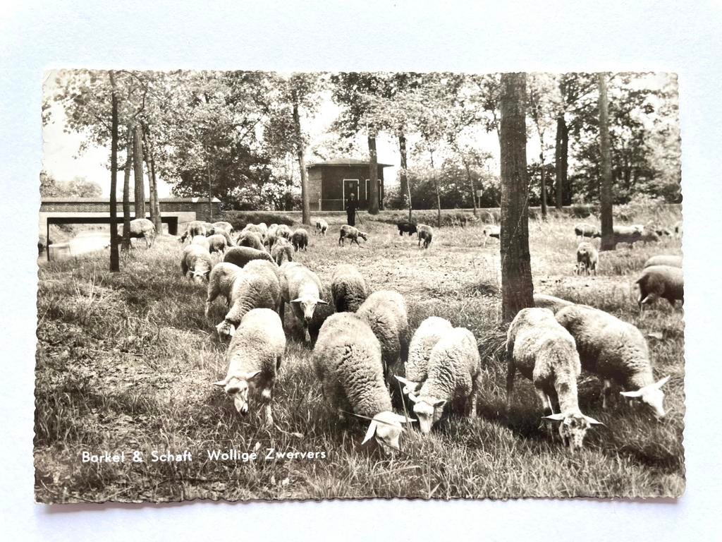 Borkel en Schaft - wollige zwervers (schapen), Ophalen of Verzenden, 1940 tot 1960, Gelopen, Noord-Brabant
