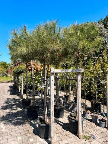 AKTIE! Pinus Pinea op stam beschikbaar voor biedingen