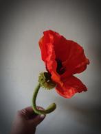 Papaver Nudicaule zijde bloem oranje, Ophalen of Verzenden, Nieuw