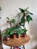 Madagascar Jewel planten, Huis en Inrichting, Kamerplanten, Ophalen, Halfschaduw, Minder dan 100 cm