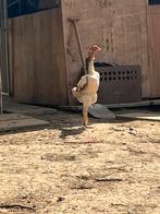 Shamo hennen tekoop, Dieren en Toebehoren, Pluimvee, Meerdere dieren, Kip