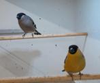 GEZOCHT gele goudvinken., Dieren en Toebehoren, Meerdere dieren, Wildzangvogel, Geringd