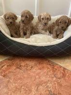 Prachtige Toy Poedel pups te koop, Dieren en Toebehoren, Honden | Retrievers, Spaniëls en Waterhonden, Particulier, Rabiës (hondsdolheid)