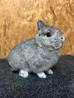 Kleurdwerg Chinchilla Man Jong (dwergkonijn), Dieren en Toebehoren, Konijnen, Mannelijk, Dwerg, 0 tot 2 jaar