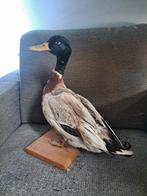 taxidermie taxidermy oude opgezette " wilde eend man", Verzamelen, Ophalen of Verzenden, Gebruikt, Vogel, Opgezet dier
