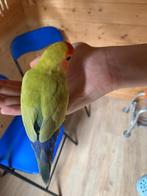 dwerg papagaai agapornis roseicollis, Geslacht onbekend, Dwergpapegaai of Agapornis, Tam