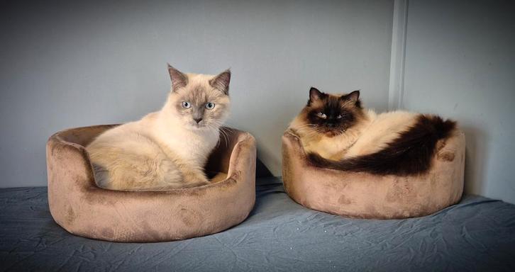 Twee lieve Ragdoll katten zijn opzoek naar een nieuw thuis, Dieren en Toebehoren, Katten en Kittens | Raskatten | Langhaar, Meerdere dieren