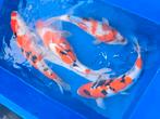 2 sankes 1 showa nisai Ogata, Karper of Koi