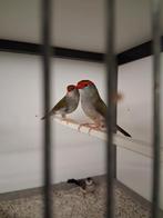 Dornastrilde en bichinow astrilde, Dieren en Toebehoren, Vogels | Overige Vogels, Meerdere dieren, Geringd