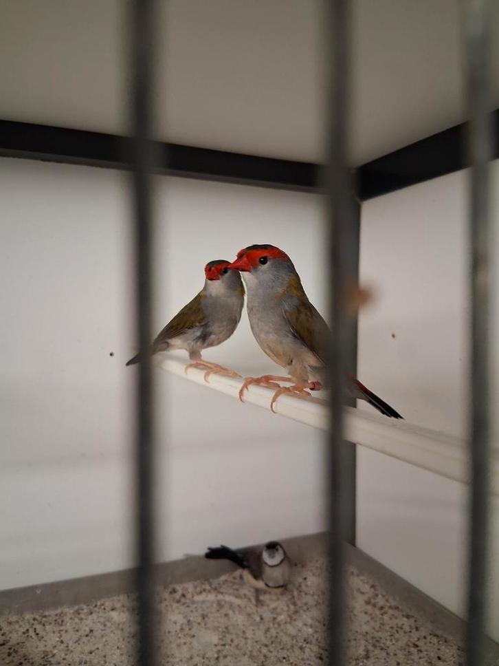 Dornastrilde en bichinow astrilde, Dieren en Toebehoren, Vogels | Overige Vogels, Meerdere dieren, Geringd