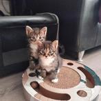 Mooie gezonde kittens, Meerdere dieren