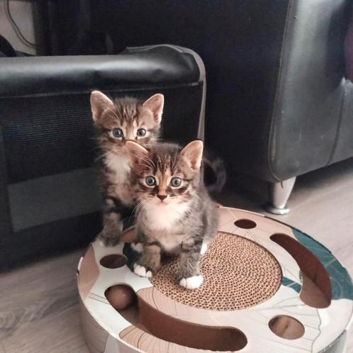 Mooie gezonde kittens, Dieren en Toebehoren, Katten en Kittens | Overige Katten, Meerdere dieren