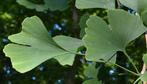 Ginkgo biloba bomen, Tuin en Terras, Planten | Bomen, Ophalen, Volle zon, Overige soorten