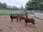 te koop 5 dekbokken zwartbles, Dieren en Toebehoren, Mannelijk, Schaap
