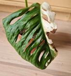 Monstera Adansonii Japanese Tricolor XL stek, Ophalen of Verzenden