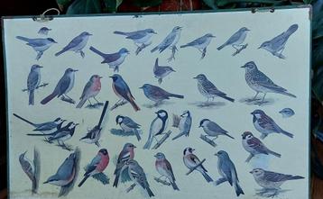 schoolplaat vogels bij ons thuis 2 tekeningen  H.J. Slyper  beschikbaar voor biedingen