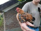 Sabelpootkriel porselein, Dieren en Toebehoren, Pluimvee, Meerdere dieren