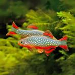 Danio margaritatus aka Rasbora galaxy, Dieren en Toebehoren, Vissen | Aquariumvissen, Zoetwatervis, Schoolvis