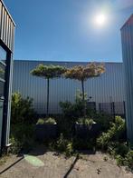 Plantaanbomen met mooie bakken, Tuin en Terras, Planten | Bomen, Halfschaduw, 100 tot 250 cm, Dakboom, Zomer