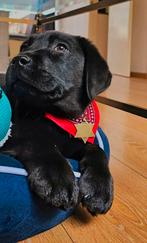 Labrador pup, Dieren en Toebehoren, Honden | Retrievers, Spaniëls en Waterhonden, Particulier, 8 tot 15 weken, CDV (hondenziekte)