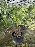 Palmen Butia eriospatha te koop, Tuin en Terras, Planten | Bomen, In pot, Volle zon, Bloeit niet, Ophalen