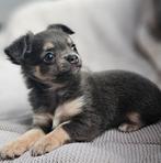 Raszuivere chihuahuapuppy grijs tricolor, Dieren en Toebehoren, Honden | Chihuahua's en Gezelschapshonden, België, Particulier