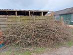 Takken en stammetjes van eik en beuken boom, Tuin en Terras, Planten | Bomen, Overige soorten, Ophalen of Verzenden