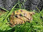 Schildpadden opvang, Dieren en Toebehoren, Schildpad