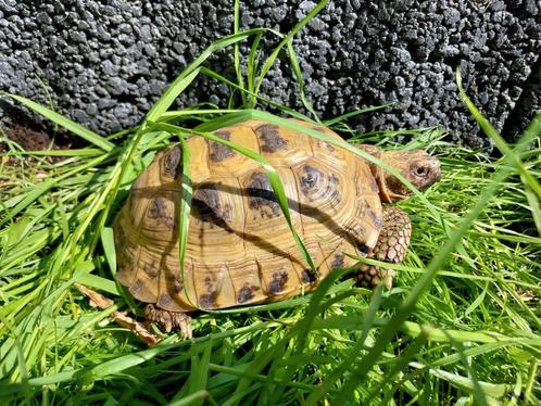 Schildpadden opvang, Dieren en Toebehoren, Reptielen en Amfibieën, Schildpad