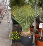 Yucca rostrata, Tuin en Terras, Overige soorten, Winter, Ophalen of Verzenden, 100 tot 250 cm