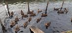 Nog enkele hollandse kwakertjes aangeboden, Dieren en Toebehoren, Pluimvee