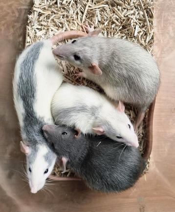 Jonge rittens ratjes uit huiselijke sfeer en handtam  beschikbaar voor biedingen