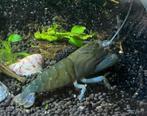 Blauwe Afrikaanse Waaierhandgarnaal "Atya Gabonensis", Dieren en Toebehoren, Vissen | Aquariumvissen, Zoetwatervis, Kreeft, Krab of Garnaal