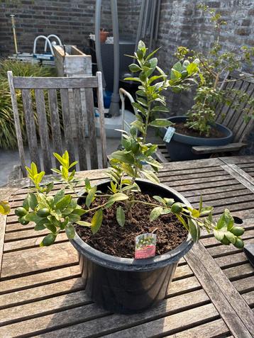 Super schattige mini citrus limequat boompje vol vruchtjes!! beschikbaar voor biedingen