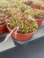 Succulent Anacampserotaceae Caryophyllales potmaat 8,5cm, Vetplant, Ophalen of Verzenden, In pot, Minder dan 100 cm