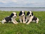Prachtige Engelse Cockerspaniël X Kooiker pups., Dieren en Toebehoren, 8 tot 15 weken, Meerdere dieren, Eén hond, Spaniël