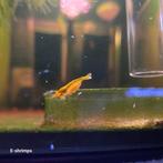 Wilde | Wildtype OE Neocaridina-garnalen Verzenden/afhalen, Dieren en Toebehoren, Vissen | Aquariumvissen, Kreeft, Krab of Garnaal