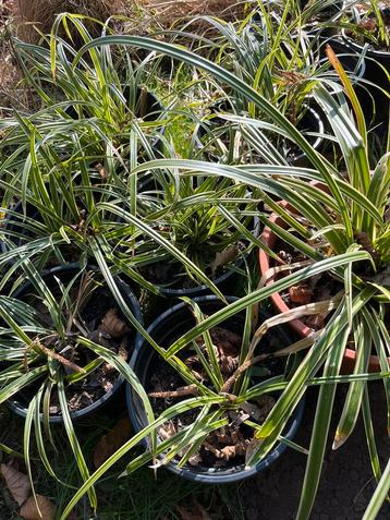 Carex morowi, Japanse zegge  beschikbaar voor biedingen