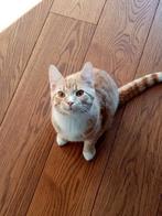 Aangeboden 2 Europese korthaar. Broer en zus, Dieren en Toebehoren, Katten en Kittens | Raskatten | Korthaar, Meerdere dieren