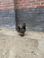 Hen en haan zijdehoen, Dieren en Toebehoren, Pluimvee, Meerdere dieren, Kip