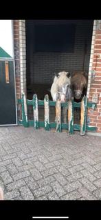 Weidemaatje/vriendje gezocht voor onze lieve shetlandpony, Dieren en Toebehoren
