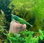 Green Jade garnalen / Neocaridina davidi, Dieren en Toebehoren, Vissen | Aquariumvissen, Zoetwatervis, Kreeft, Krab of Garnaal